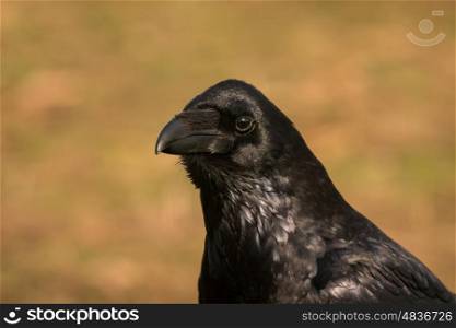 Brigh black plumage of a crow in the nature