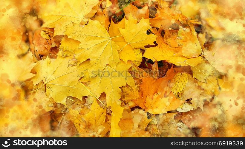 Bright abstract autumn background from fallen leaves of maple tree