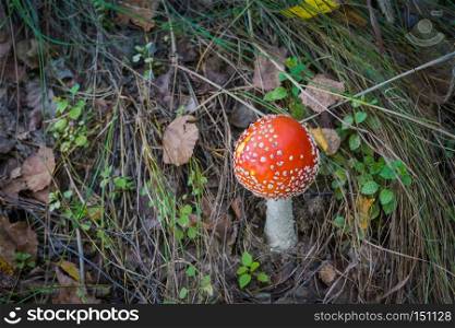 Bright amanita mushroom in the forest, autumn season.
