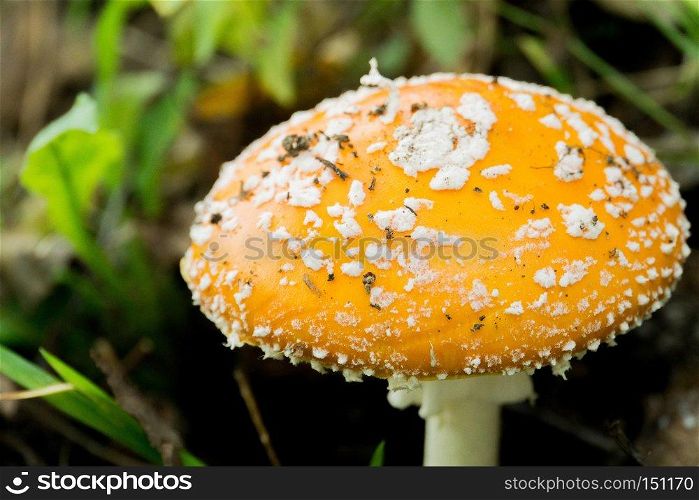 Bright amanita mushroom in the forest, autumn season.