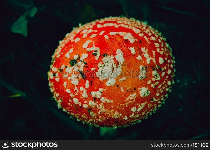 Bright amanita mushroom in the forest, autumn season, filtered background.
