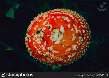 Bright amanita mushroom in the forest, autumn season, filtered background.