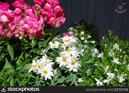 Bright and colorful garden flowers of snapdragons and daisies