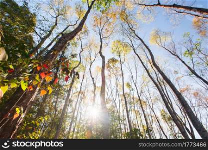 Bright and colorful spring forest at sunrise, sunbeam shines through branches of wild trees on colorful young leaves. Morning motivation concept. Low angle view.