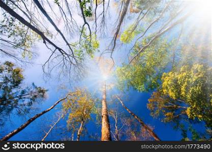 Bright and colorful springtime forest in the morning light, sunrise shines on branches and beautiful young leaves of wild trees. Low angle view.