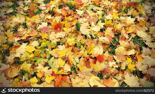 Bright autumn background from fallen leaves of maple and green grass