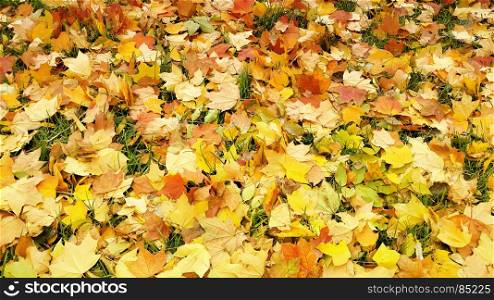 Bright autumn background from fallen leaves of maple and green grass