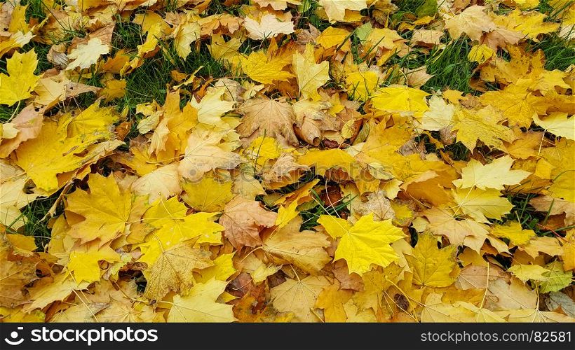 Bright autumn background from fallen leaves of maple on green grass