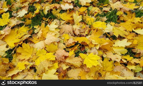 Bright autumn background from fallen leaves of maple on green grass