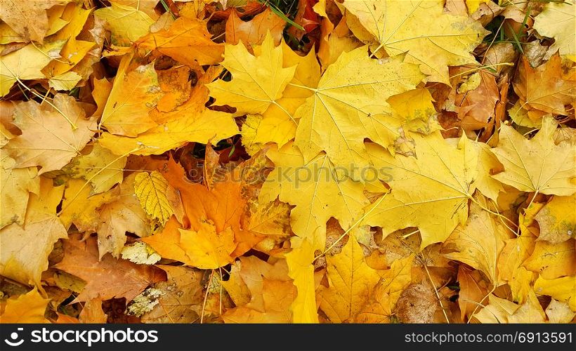 Bright autumn background from fallen leaves of maple tree