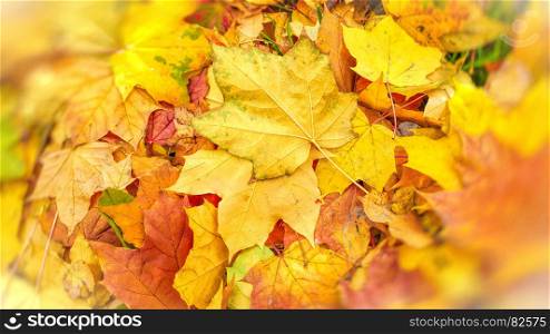 Bright autumn background from fallen leaves of maple tree
