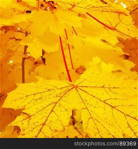 Bright autumn background from yellow foliage of maple tree