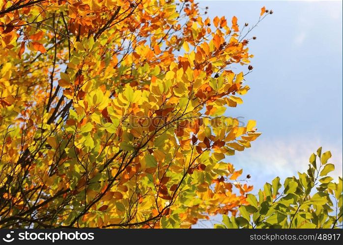 Bright autumn branches glowing in sunlight