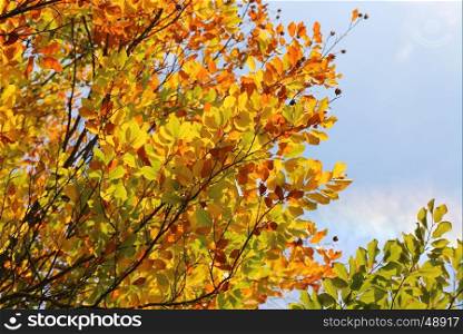 Bright autumn branches glowing in sunlight