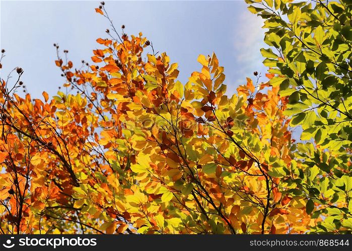 Bright autumn branches glowing in sunlight against blue sky