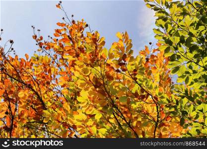 Bright autumn branches glowing in sunlight against blue sky