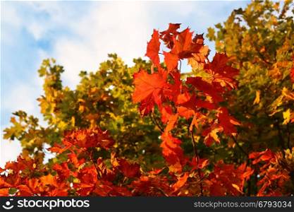 Bright autumn branches of maple tree on sky background with clouds