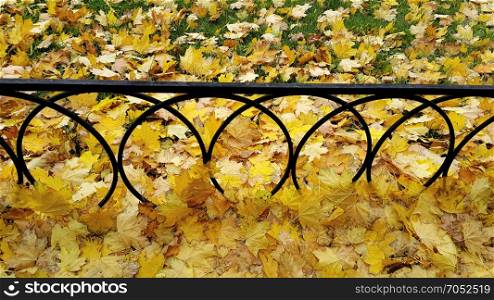 Bright autumn fallen maple leaves on green grass with iron fence