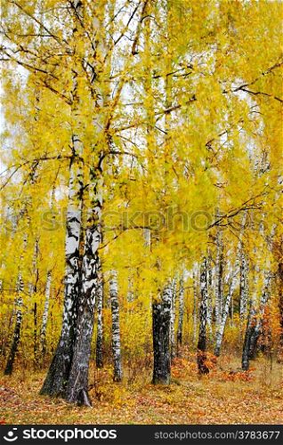 Bright autumn foliage of the birches, soft fuzzy brush strokes surrounding the black and white trunks.