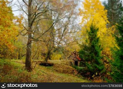 Bright autumn foliage of the birches, soft fuzzy brush strokes surrounding the black and white trunks.