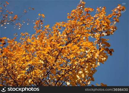 Bright autumn foliage of the trees against the sky