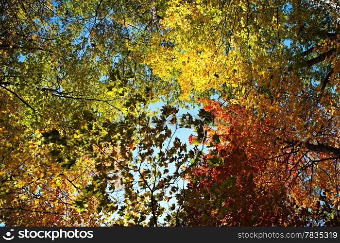 Bright autumn forest