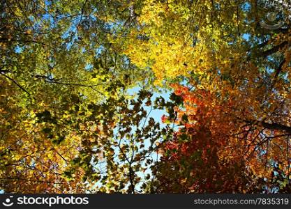 Bright autumn forest
