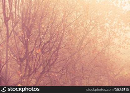 Bright autumn leaves fall trees in forest, yellow orange nature background. Foggy day