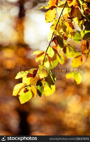 Bright autumn leaves, fall trees, yellow nature background