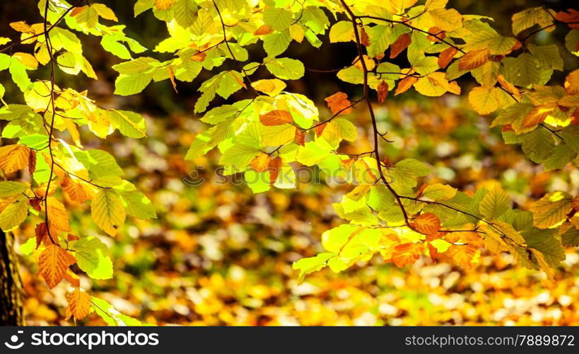 Bright autumn leaves, fall trees, yellow nature background