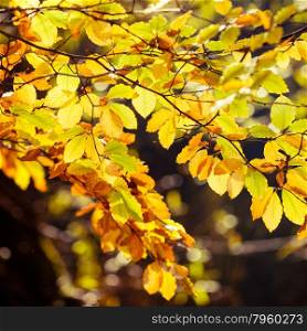 Bright autumn leaves, fall trees, yellow nature background