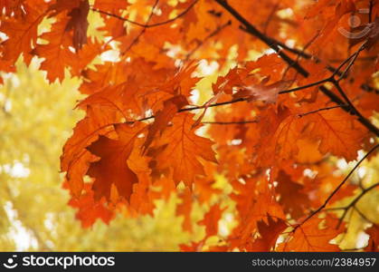 Bright autumn leaves in the natural environment.