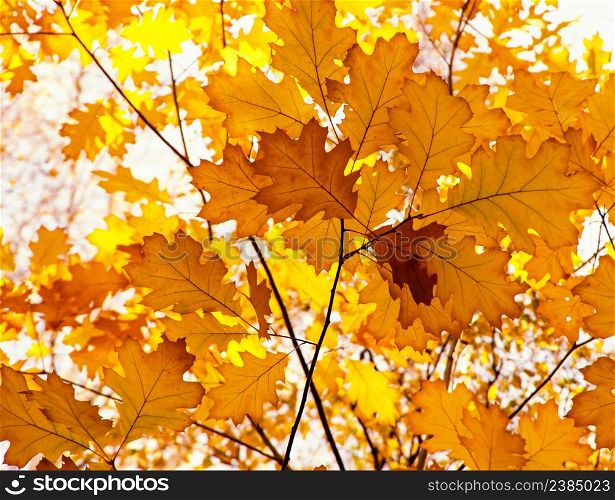 Bright autumn leaves in the natural environment.