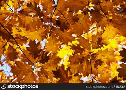 Bright autumn leaves in the natural environment.