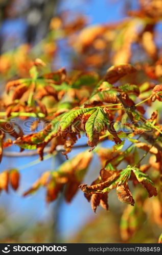 Bright autumn leaves in the natural environment. Fall horse chestnut tree against the blue sky.