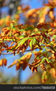 Bright autumn leaves in the natural environment. Fall horse chestnut tree against the blue sky.