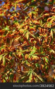 Bright autumn leaves in the natural environment. Fall horse chestnut tree as nature background