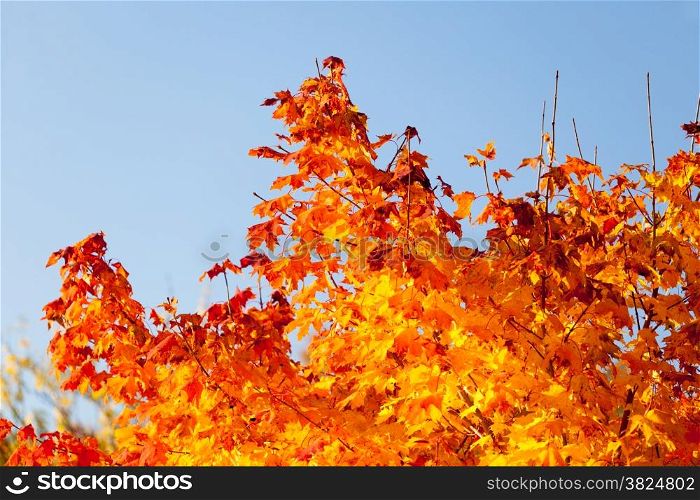 Bright autumn leaves in the natural environment. Fall maple trees, yellow orange nature background