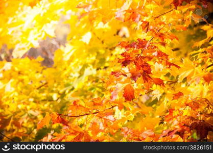 Bright autumn leaves in the natural environment. Fall maple trees, yellow orange nature background