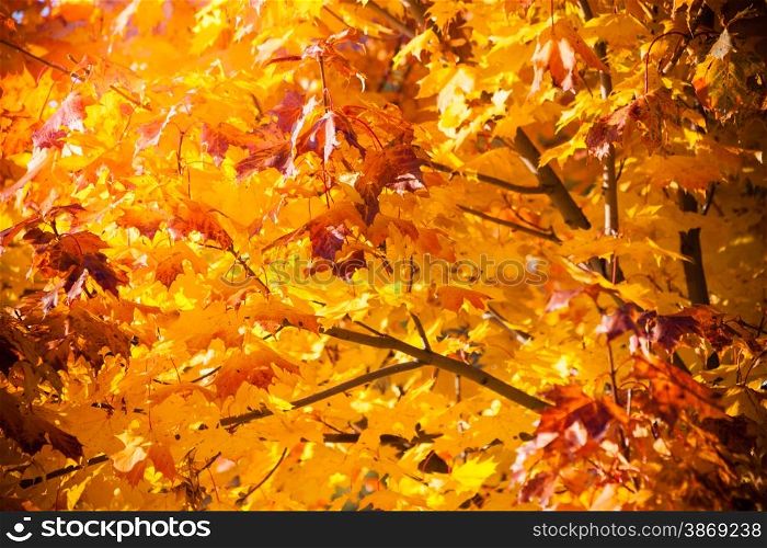 Bright autumn leaves in the natural environment. Fall maple trees, yellow orange nature background