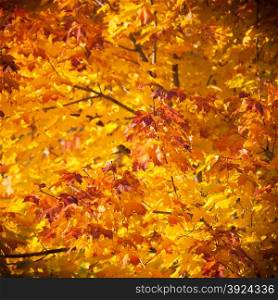 Bright autumn leaves in the natural environment. Fall maple trees, yellow orange nature background. Square format
