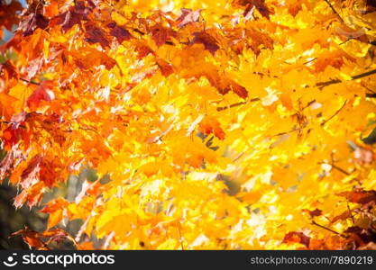 Bright autumn leaves in the natural environment. Fall maple trees, yellow orange nature background