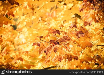 Bright autumn leaves in the natural environment. Fall maple trees, yellow orange nature background