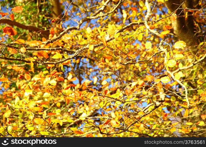 Bright autumn leaves in the natural environment. Fall trees against the blue sky.