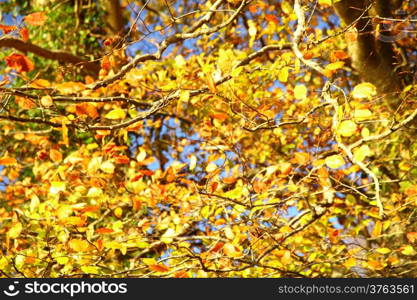 Bright autumn leaves in the natural environment. Fall trees against the blue sky.