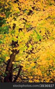 Bright autumn leaves in the natural environment. Fall trees, yellow green nature background