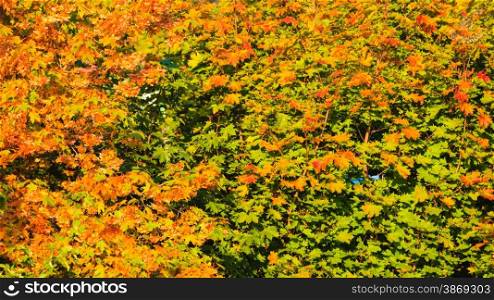 Bright autumn leaves in the natural environment. Fall trees yellow orange nature background