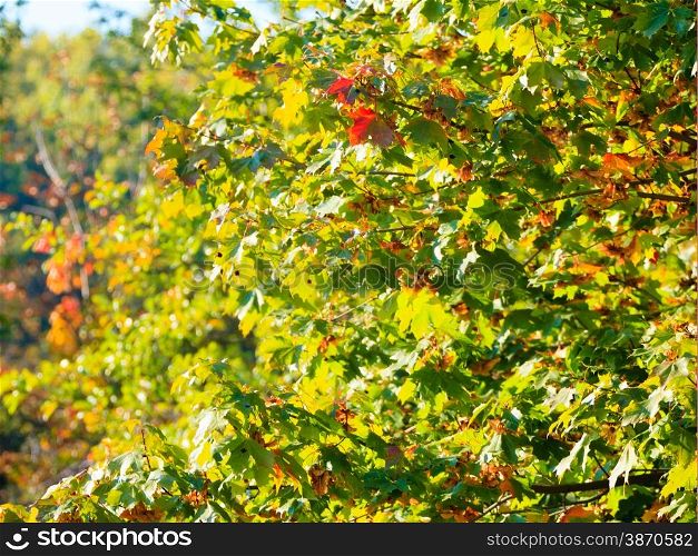 Bright autumn leaves in the natural environment. Fall trees yellow orange nature background