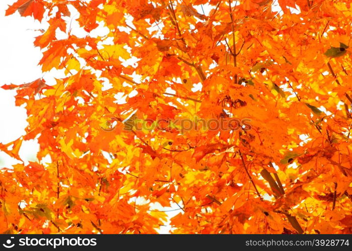 Bright autumn leaves in the natural environment. Fall trees, yellow orange nature background