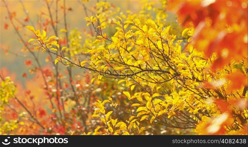 Bright autumn leaves in the natural environment. Fall trees, yellow orange nature background